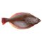 Halibut