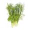 Fennel