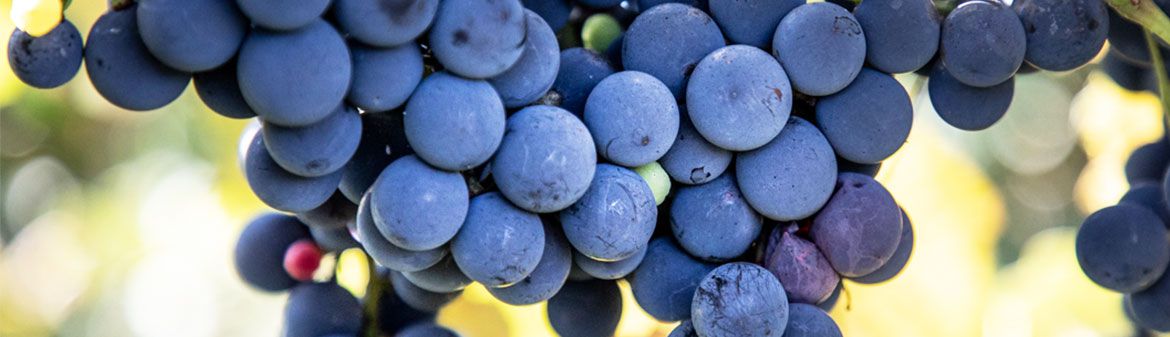 Buzzard Crest Vineyards