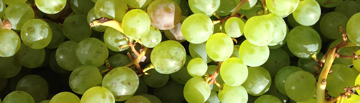 Buzzard Crest Vineyards