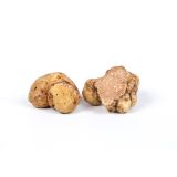 Fresh White Truffle Large Size